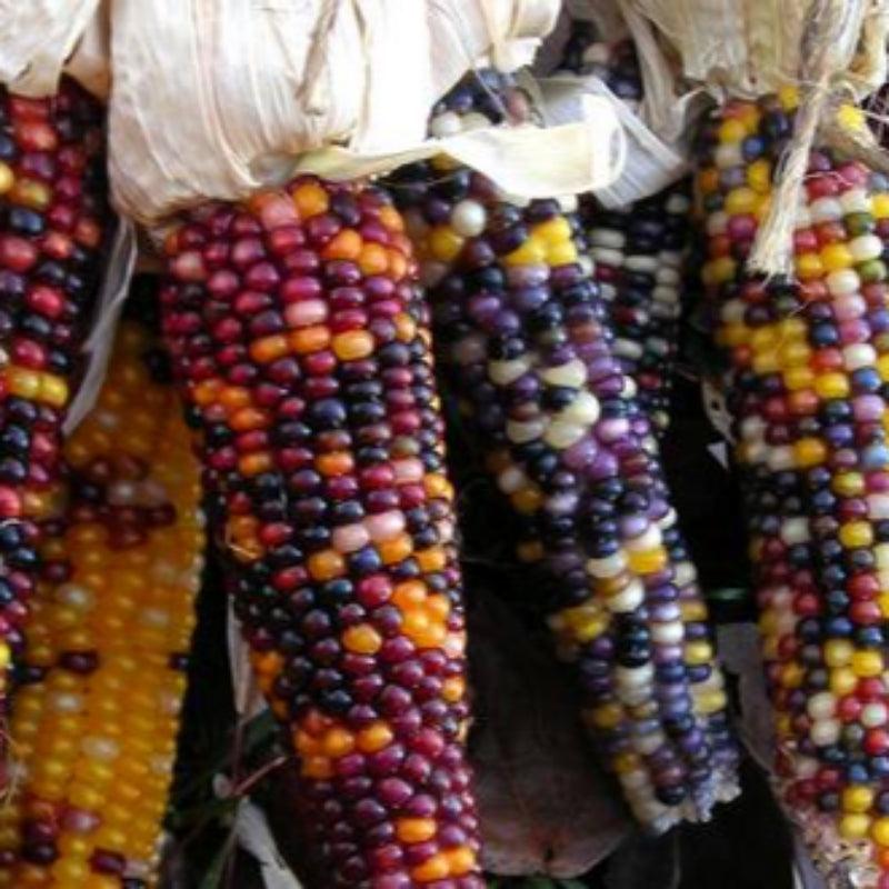 Cherokee Long Ear Popcorn Corn (Organic) Southern Exposure Seed Exchange