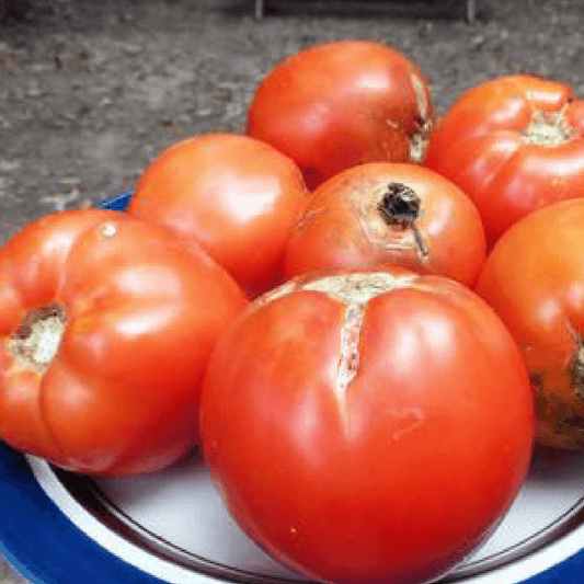 Homestead Tomato Southern Exposure Seed Exchange