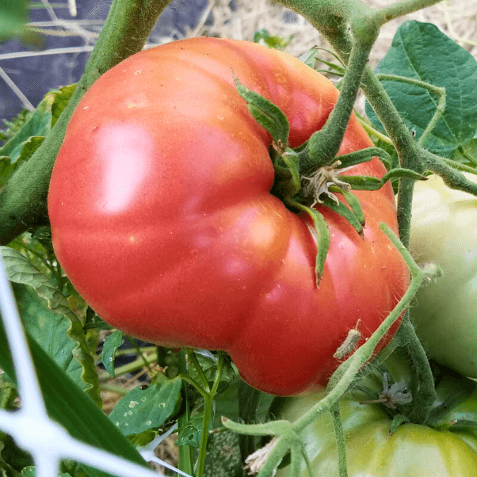 Organic Mortgage Lifter VFN Tomato - Large Heirloom Tomatoes Organic Mortgage Lifter VFN Tomato - Large Heirloom Tomatoes