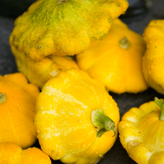 Golden Bush Scallop Summer Squash (Organic) Southern Exposure Seed Exchange