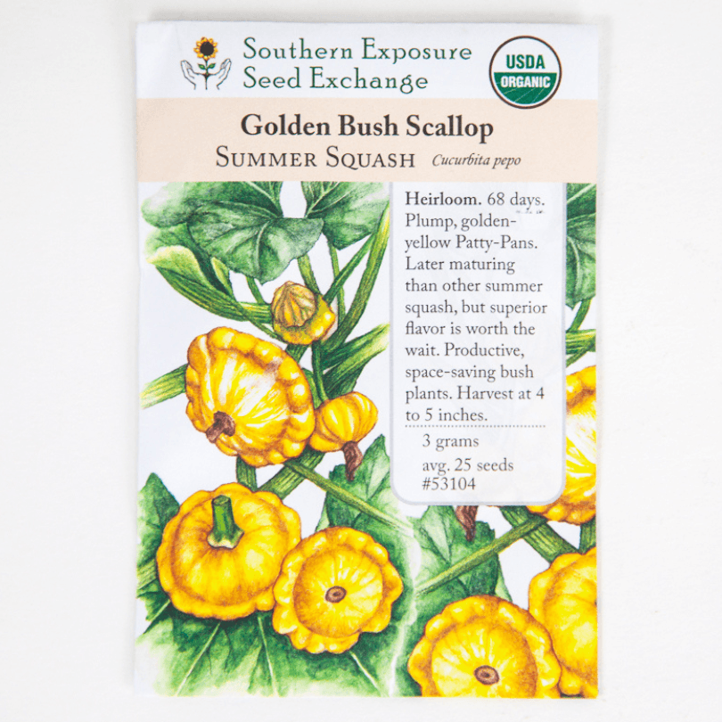 Golden Bush Scallop Summer Squash (Organic) Southern Exposure Seed Exchange
