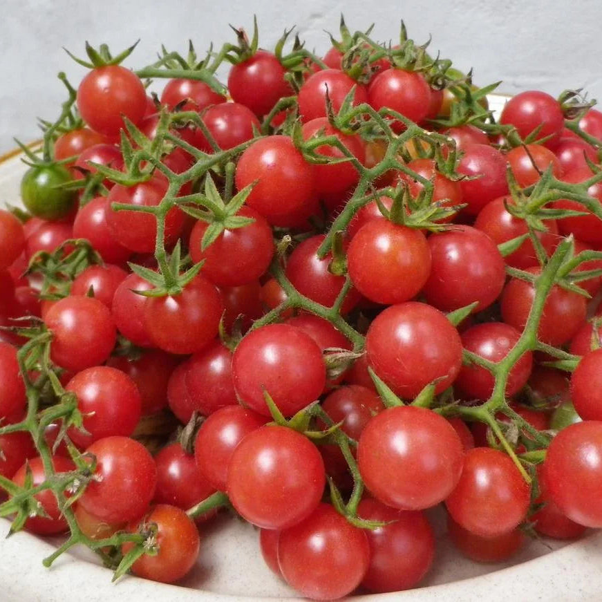Organic Everglades Cherry Tomato Seeds Southern Exposure Seed Exchange