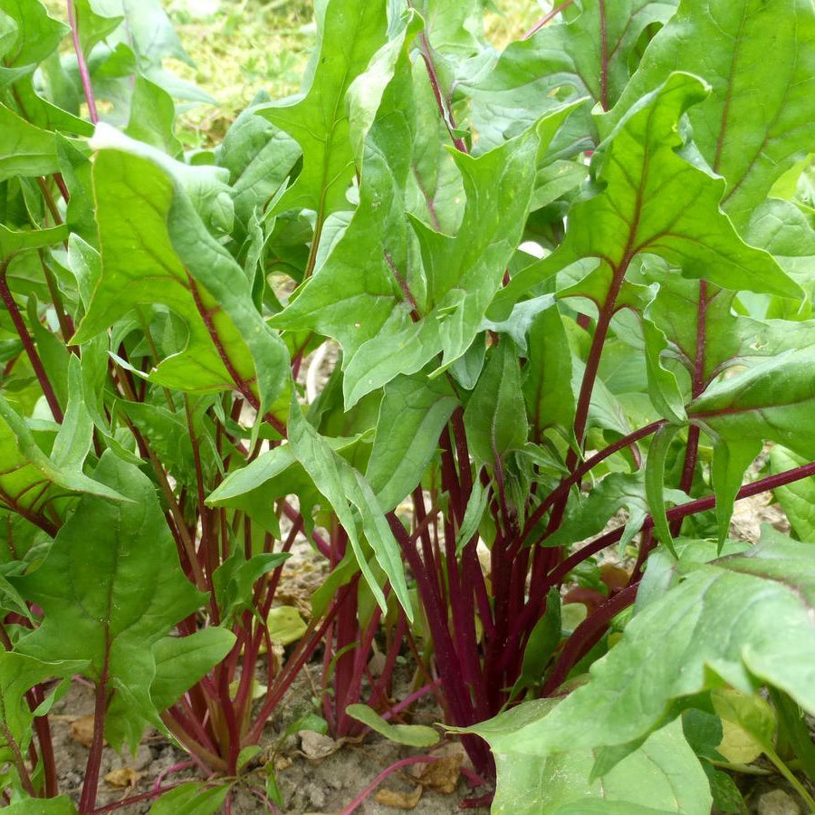 Organic Beaujolais Spinach Seeds Southern Exposure Seed Exchange