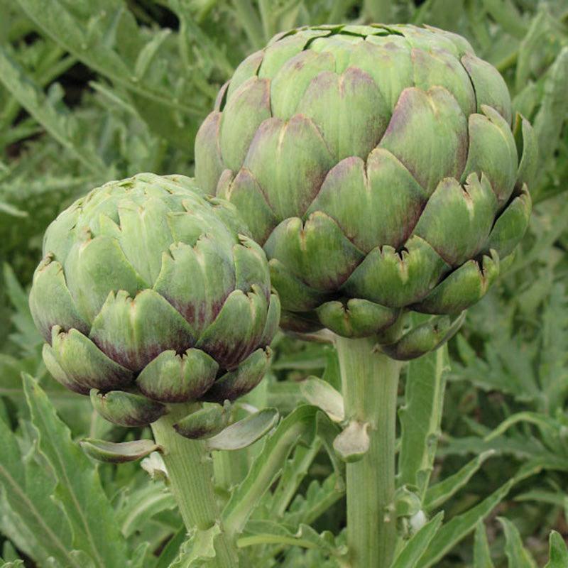 Tavor Artichoke Seeds (Organic) High Mowing Seeds