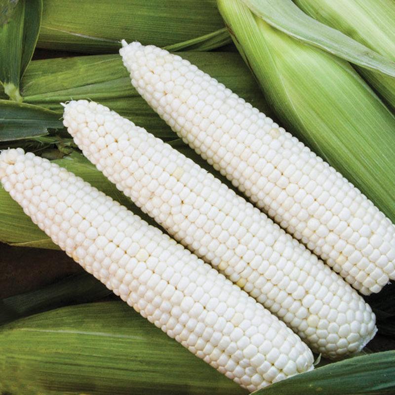 Mirage F1 Sweet Corn Seeds (Organic) High Mowing Seeds