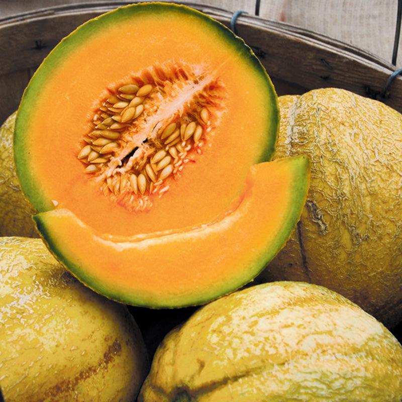 PMR Delicious 51 Melon Seeds (Organic) High Mowing Seeds
