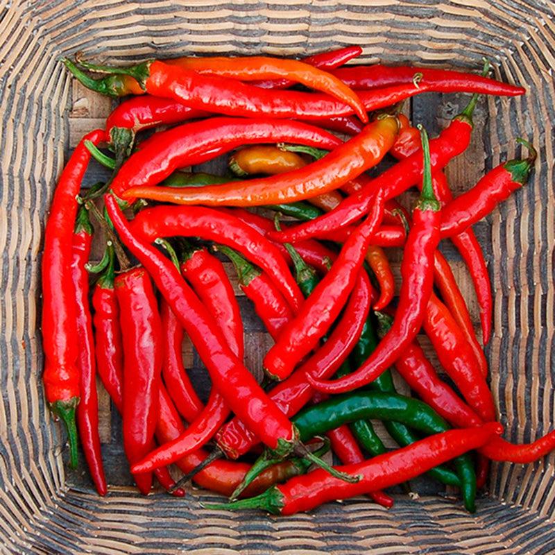 Hot Ring-O-Fire Cayenne Pepper Seeds (Organic) High Mowing Seeds