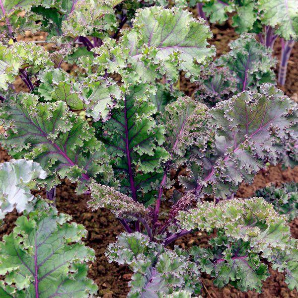Curly Roja Kale (Organic) High Mowing Seeds