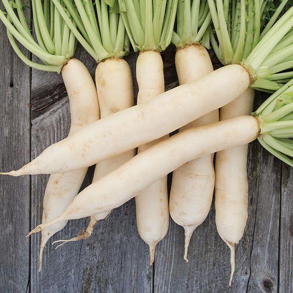 Daikon Radish (Organic) High Mowing Seeds