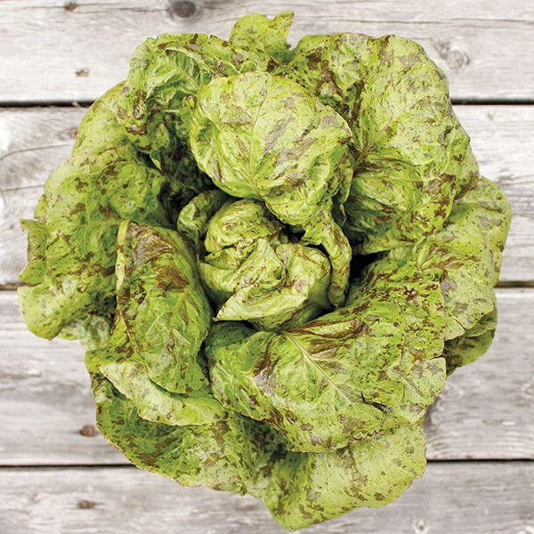 Freckles Lettuce (Organic) High Mowing Seeds