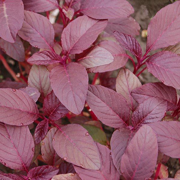 Garnet Red Amaranth Greens (Organic) High Mowing Seeds