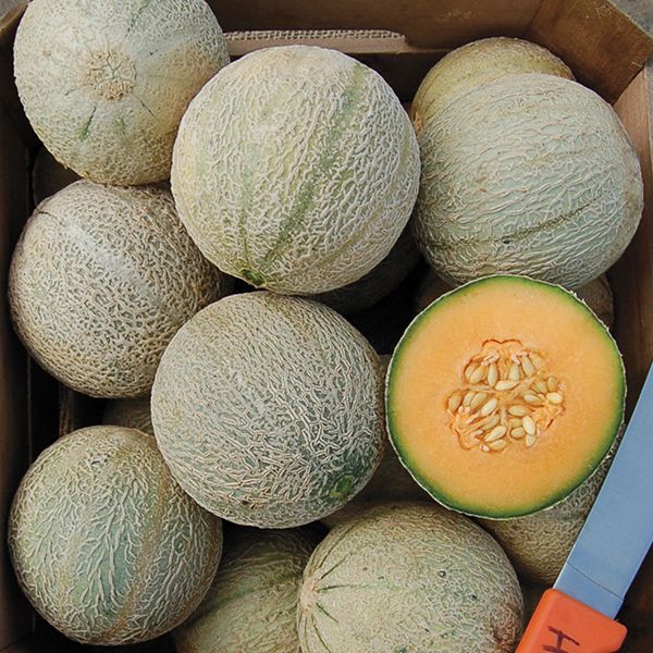 Organic Sivan Melon High Mowing Seeds