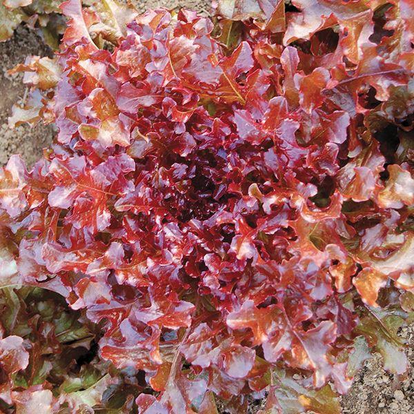 Red Salad Bowl Lettuce (Organic) High Mowing Seeds