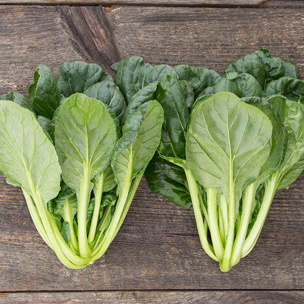 Tat Soi Asian Greens (Organic) High Mowing Seeds