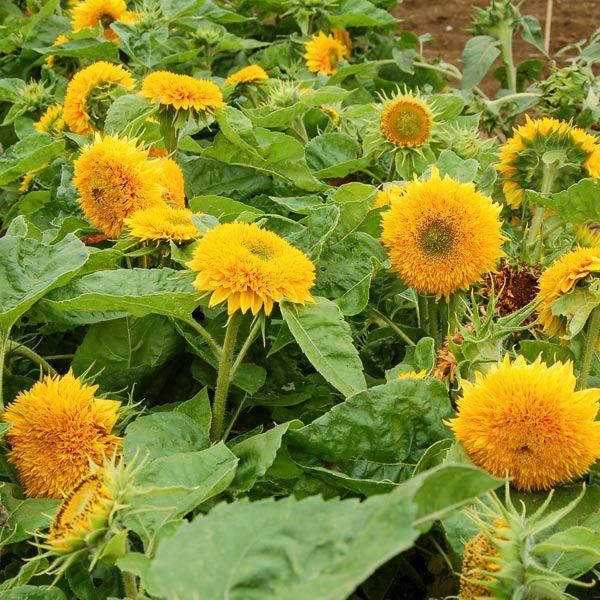 Teddy Bear Sunflower (Organic) High Mowing Seeds