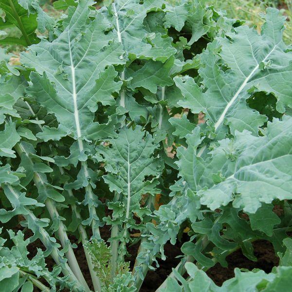 White Russian Kale (Organic) High Mowing Seeds