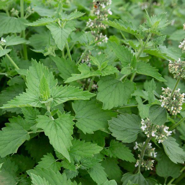 Catnip (Organic) High Mowing Seeds