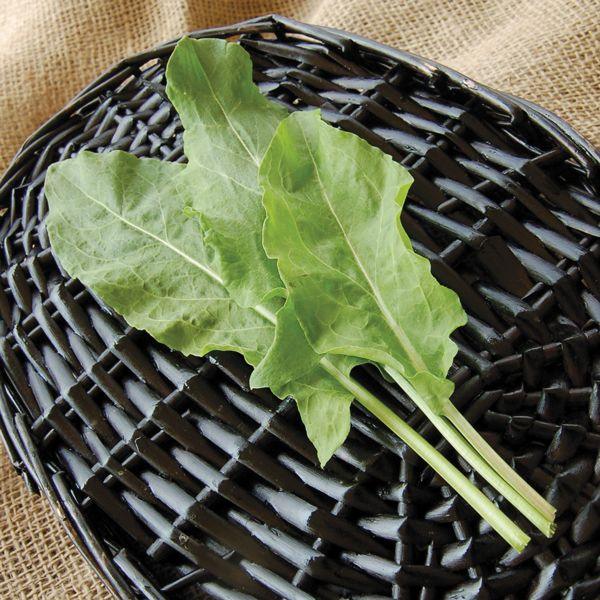 Sorrel (Organic) High Mowing Seeds