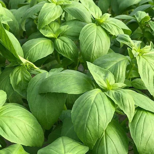 Organic Prospera DMR F1 Basil Seeds High Mowing Seeds