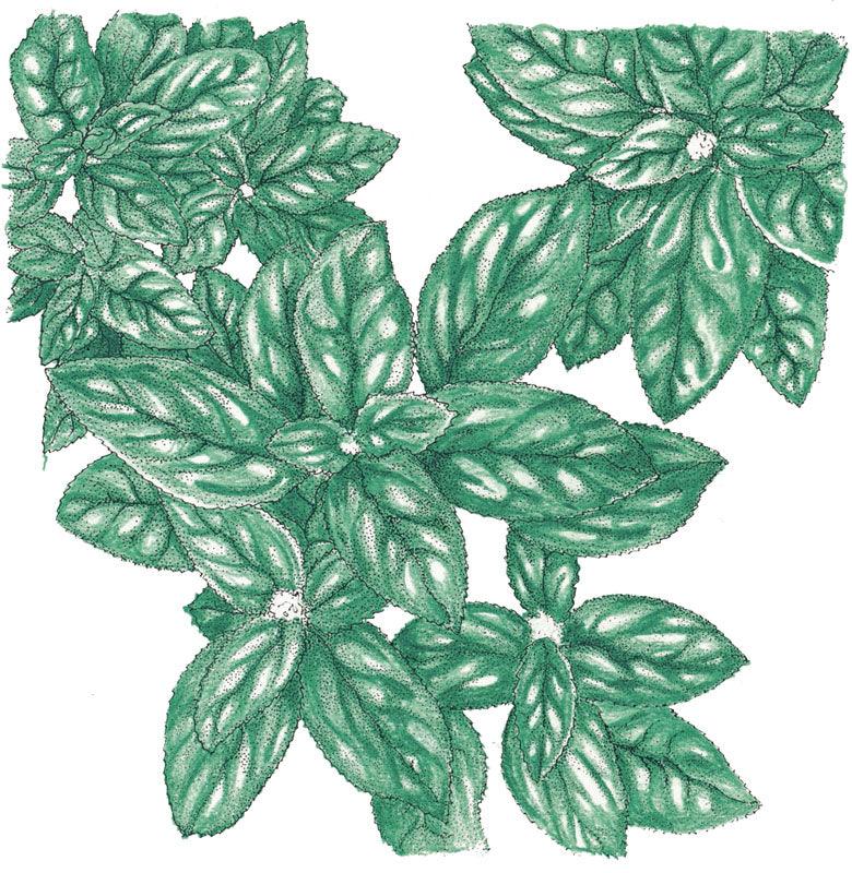 Genovese Basil Seeds (Organic) Peaceful Valley