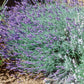 English Lavender bush thriving in soil, Many purple blooms are present 
