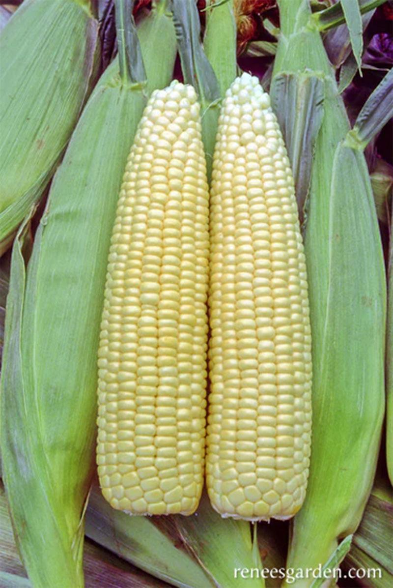 Casino Sweet Early Corn Seeds Renee's Garden