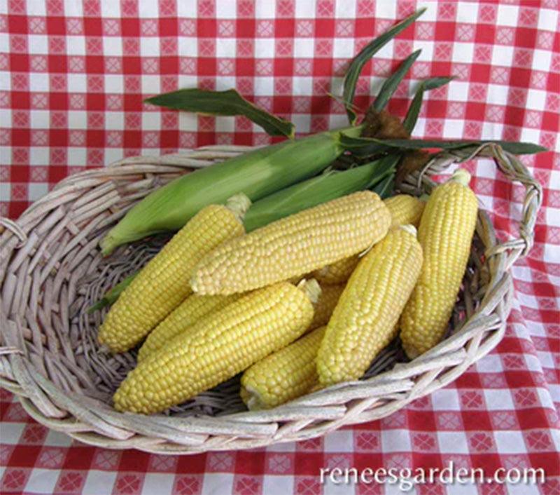 Casino Sweet Early Corn Seeds Renee's Garden