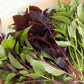 A presentation of Scented Basil Trio with assorted colors 