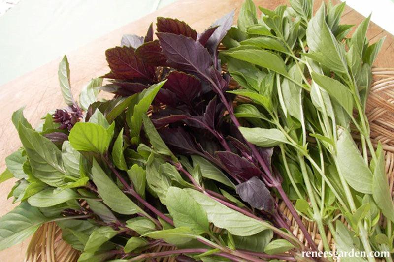Kitchen Herbs Scented Basil Trio Seed Mix Renee's Garden