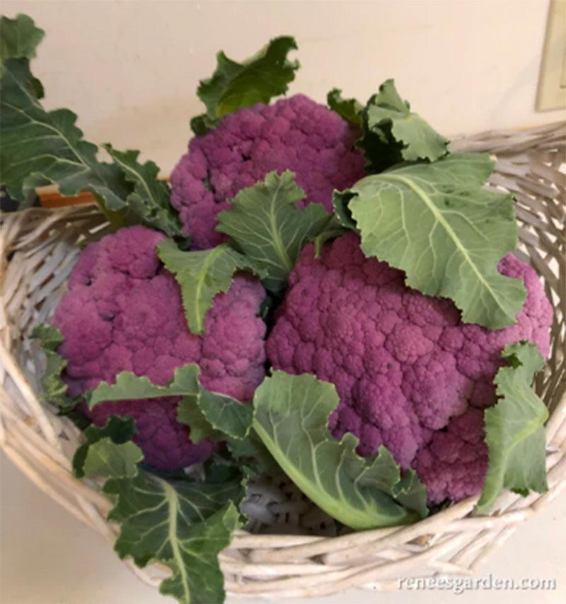 Purple Crush Cauliflower Seeds Renee's Garden