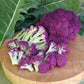 A cutting board presenting Purple Crush Cauliflower, Vibrant purple Cauliflower florets 