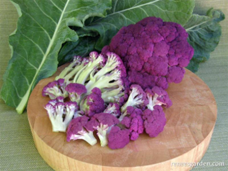 Purple Crush Cauliflower Seeds Renee's Garden