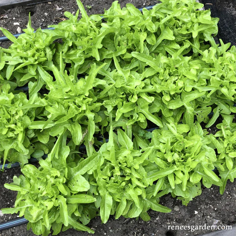 Baby Oakleaf Lettuce growing in soil , lettuce presents an almost neon green