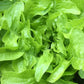 Close up shot of Baby Oakleaf Lettuce, bright greens are present