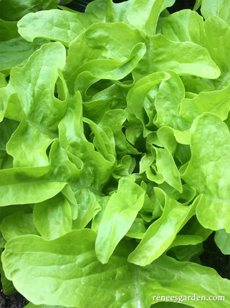 Close up shot of Baby Oakleaf Lettuce, bright greens are present