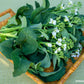 Picture of harvested and presented Gai Lan/ Chinese Broccoli Early Jade, resting on a woven tray 