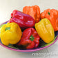 A bowl full of Jewel-Toned Bell Peppers, Yellow, Red and orange peppers are shown 