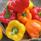 An overflowing basket of Jewel-Toned bell peppers colors are orange, red and yellow 