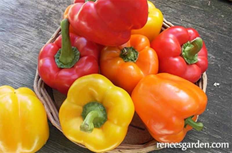 An overflowing basket of Jewel-Toned bell peppers colors are orange, red and yellow 