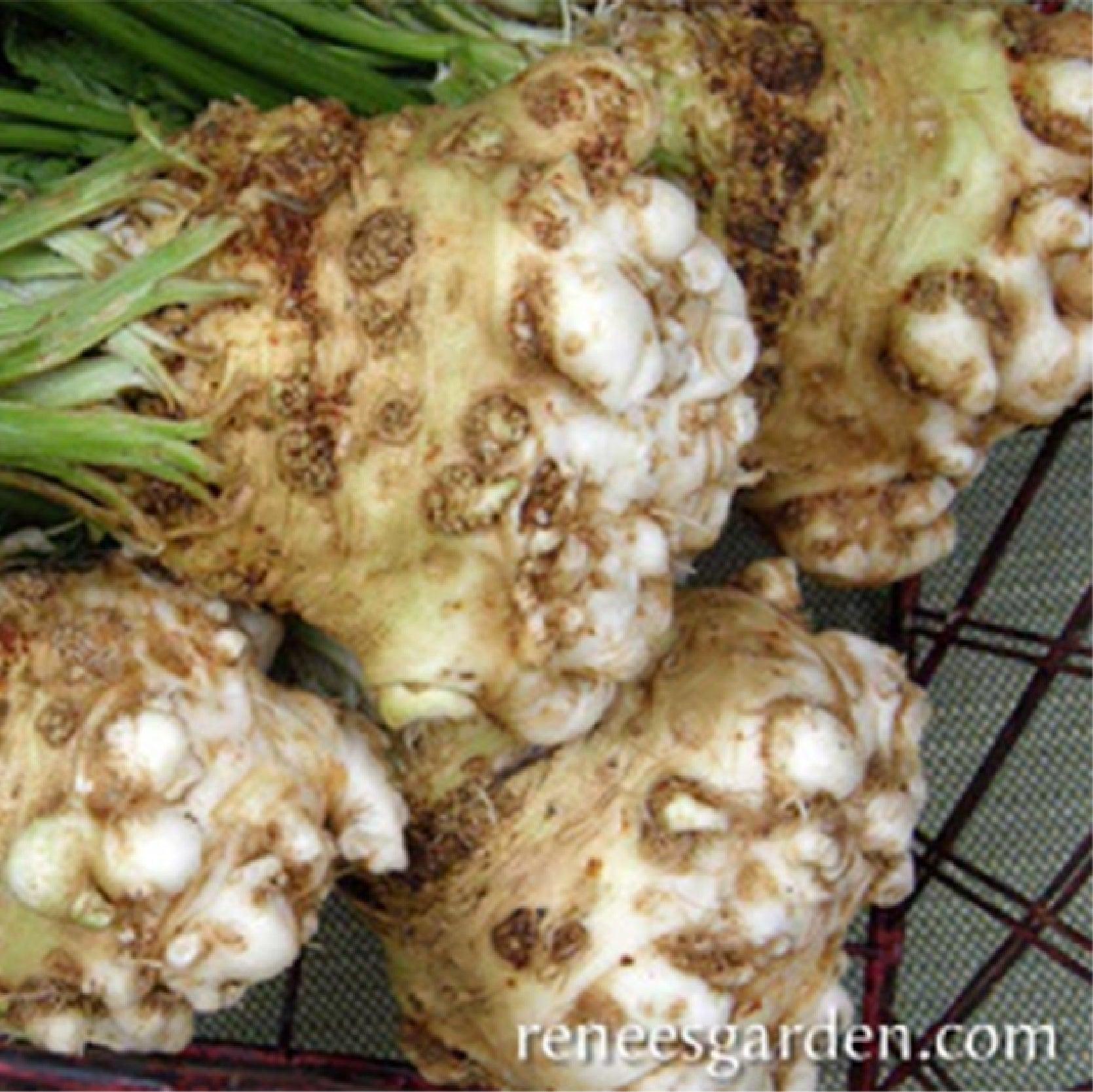 Prinz Celeriac/Celery Root Seeds Renee's Garden