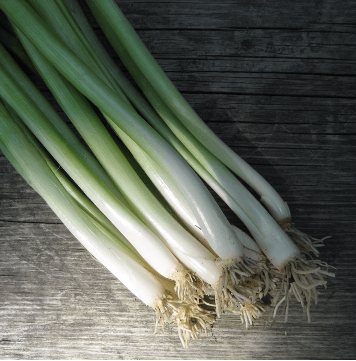 Evergreen Scallion Art Pack Hudson Valley Seed Company