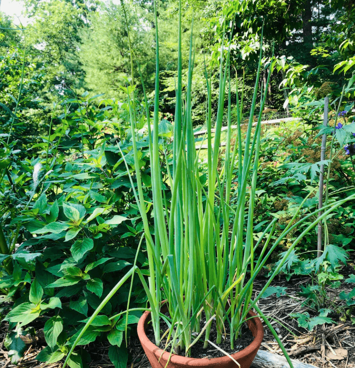 Evergreen Scallion Art Pack Hudson Valley Seed Company