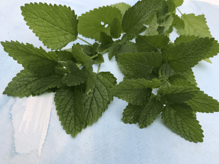 Lemon Balm Art Pack