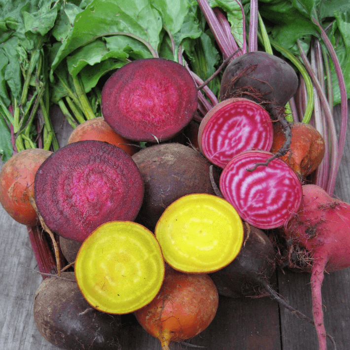Brilliant Beets Blend Art Pack Hudson Valley Seed Company