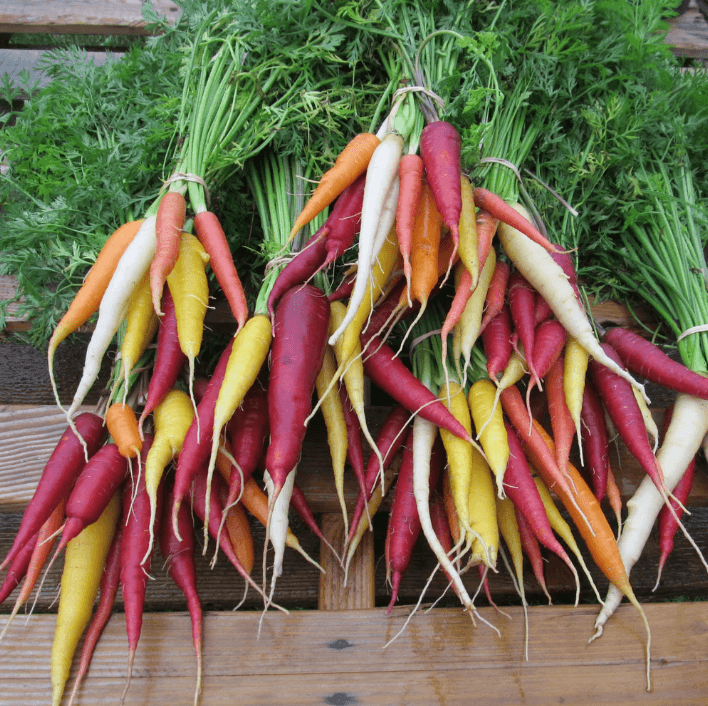 Kaleidoscope Carrot Art Pack Hudson Valley Seed Company
