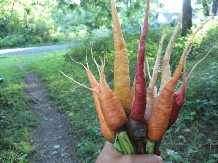 Kaleidoscope Carrot Art Pack Hudson Valley Seed Company