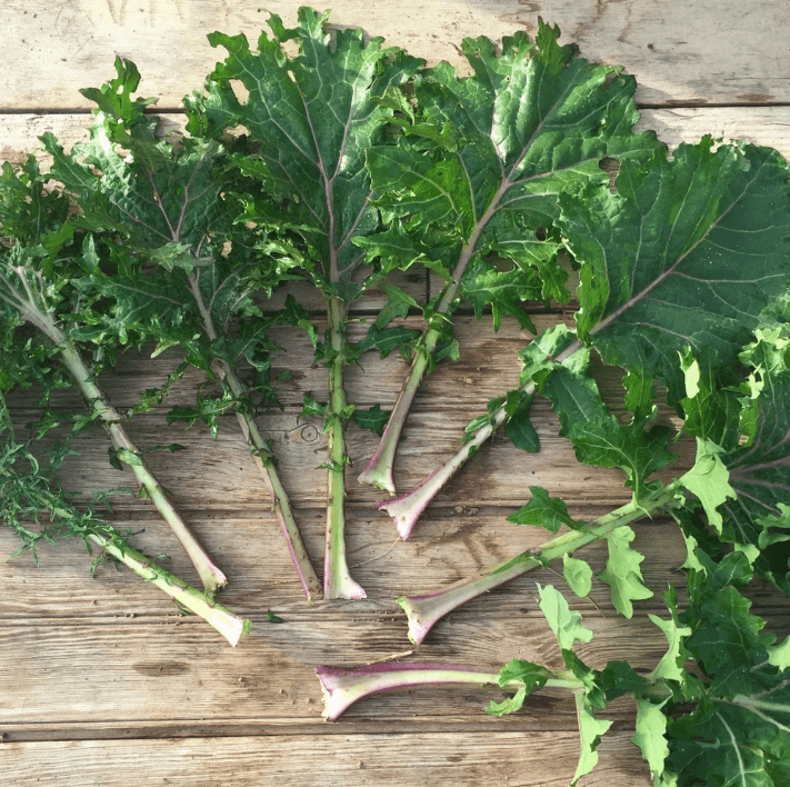 All Stars Kale Art Pack Hudson Valley Seed Company