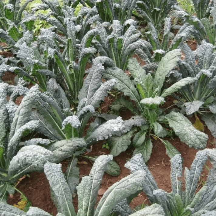 Dino Kale Art Pack Hudson Valley Seed Company