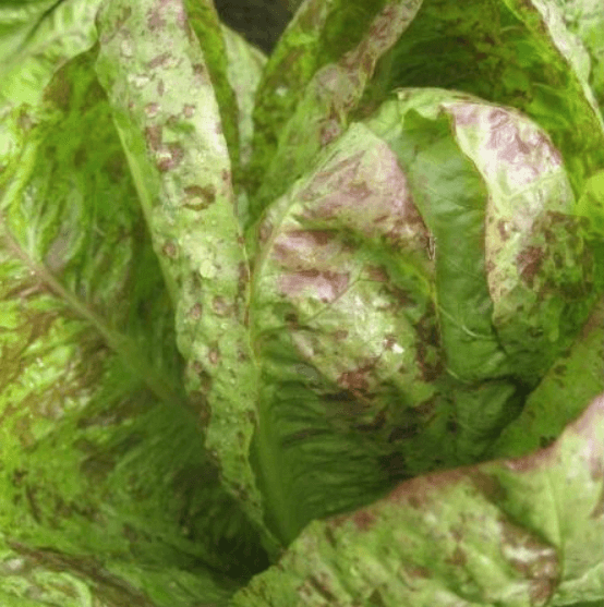 Spotted Trout Lettuce Art Pack Hudson Valley Seed Company