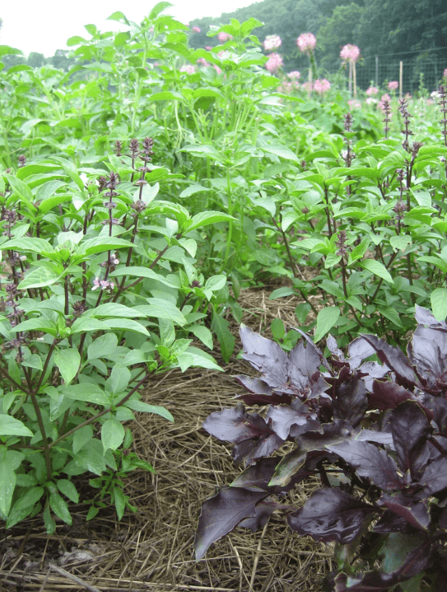 Basil Bouquet Art Pack Hudson Valley Seed Company